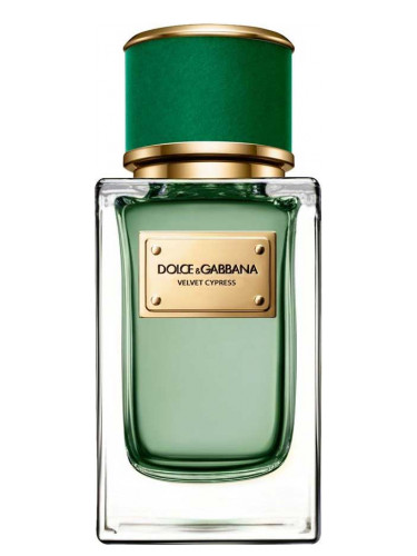 Духи DOLCE & GABBANA VELVET CYPRESS duhi-selective.ru